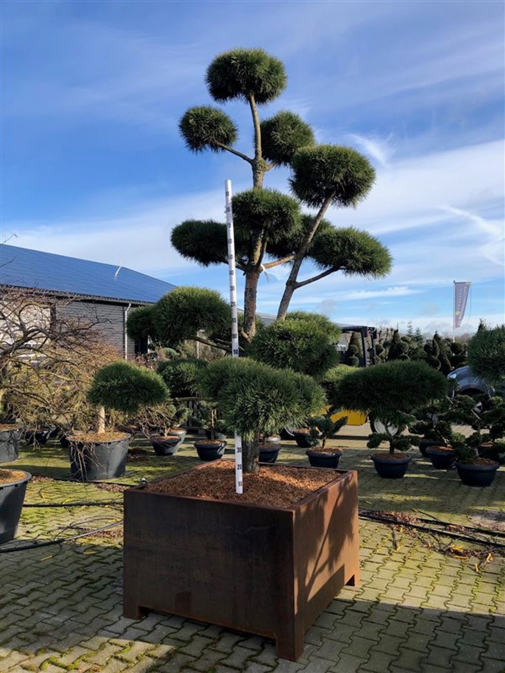 Tall – Pinus sylvestris 'Norske Typ' - Cortenstaal 120*120*80 275-300 cm. Bonsai